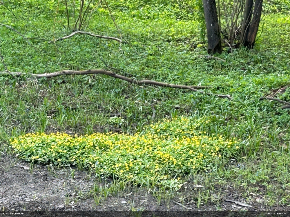 чистяк весенний