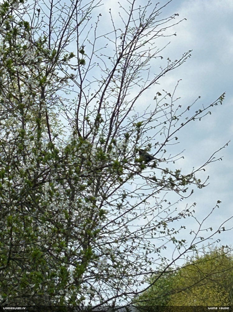 большая синица