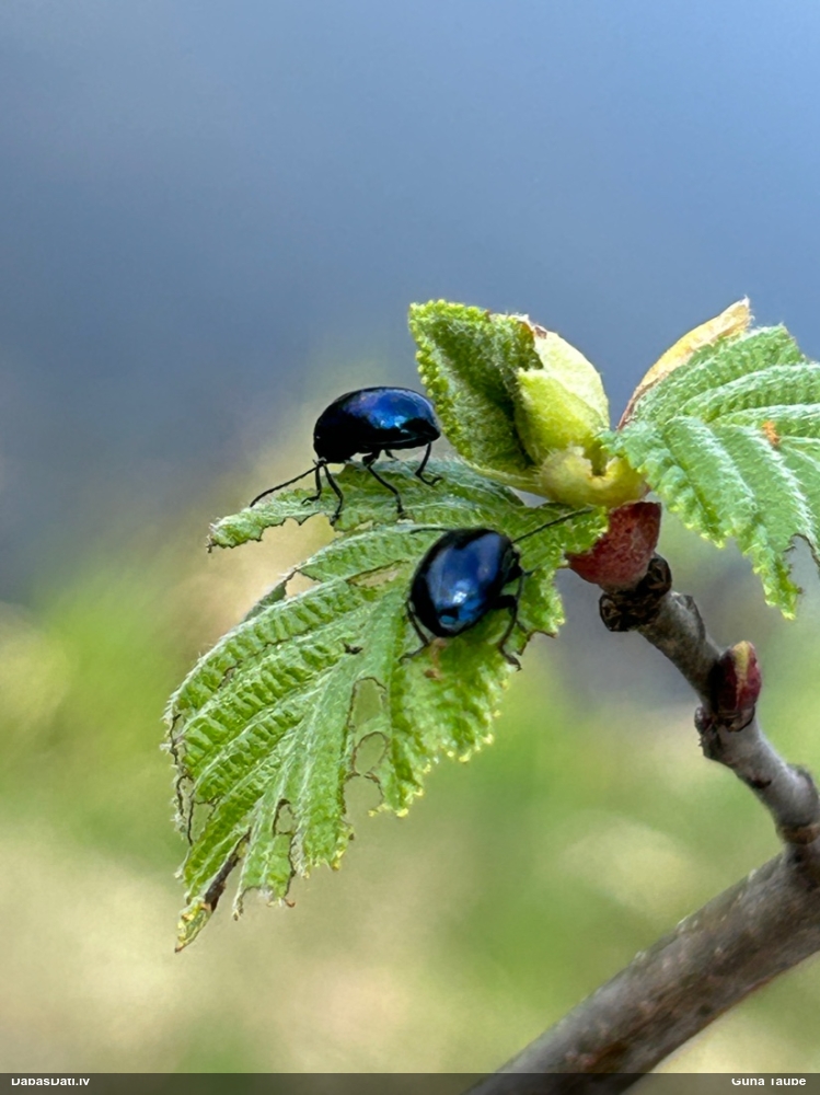 Alkšņu zilais lapgrauzis
