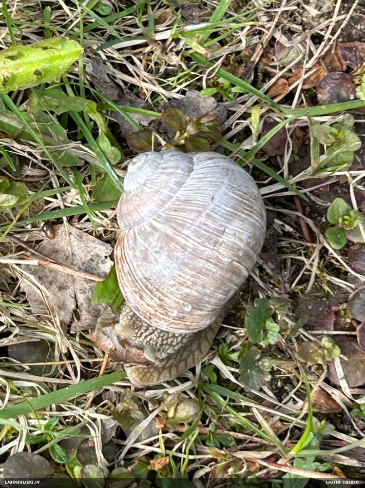 Parka vīngliemezis (īstais vīngliemezis)