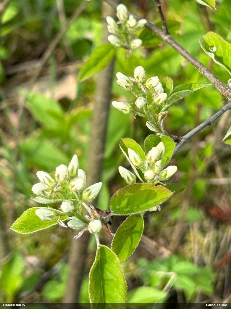 ирга колосистая