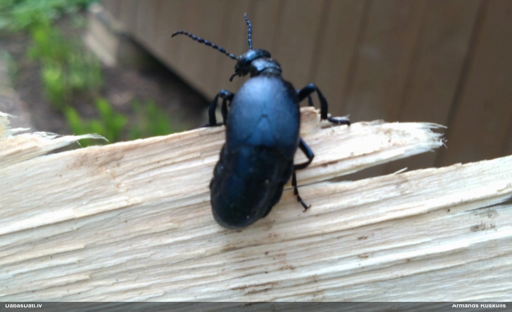 Tumšā eļļasvabole