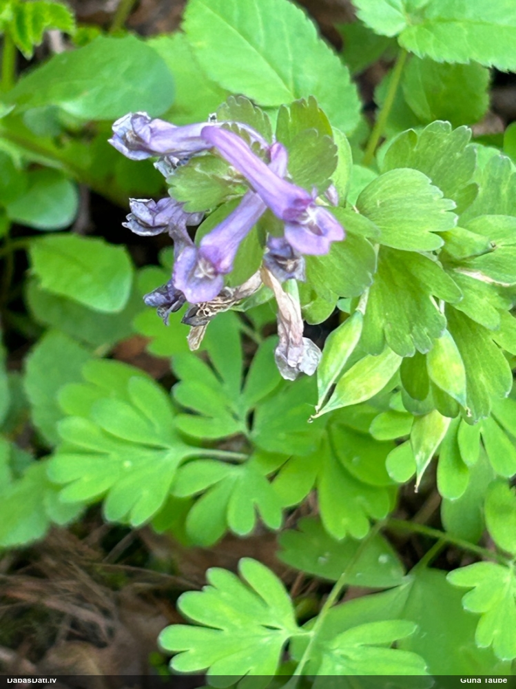 хохлатка плотная