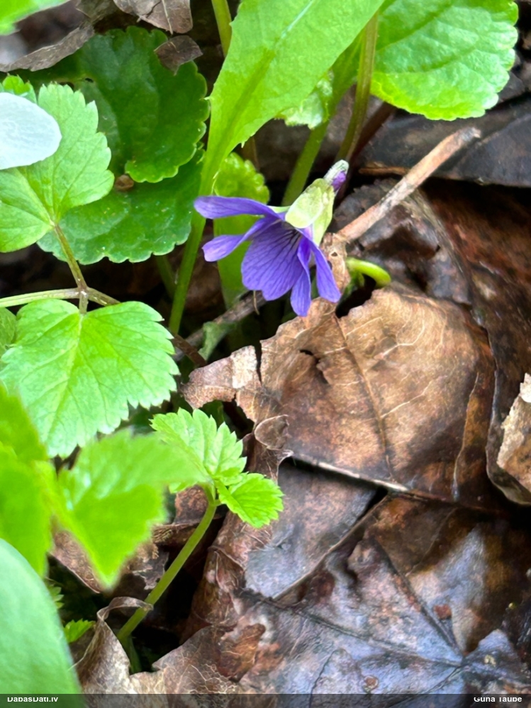 фиалка душистая