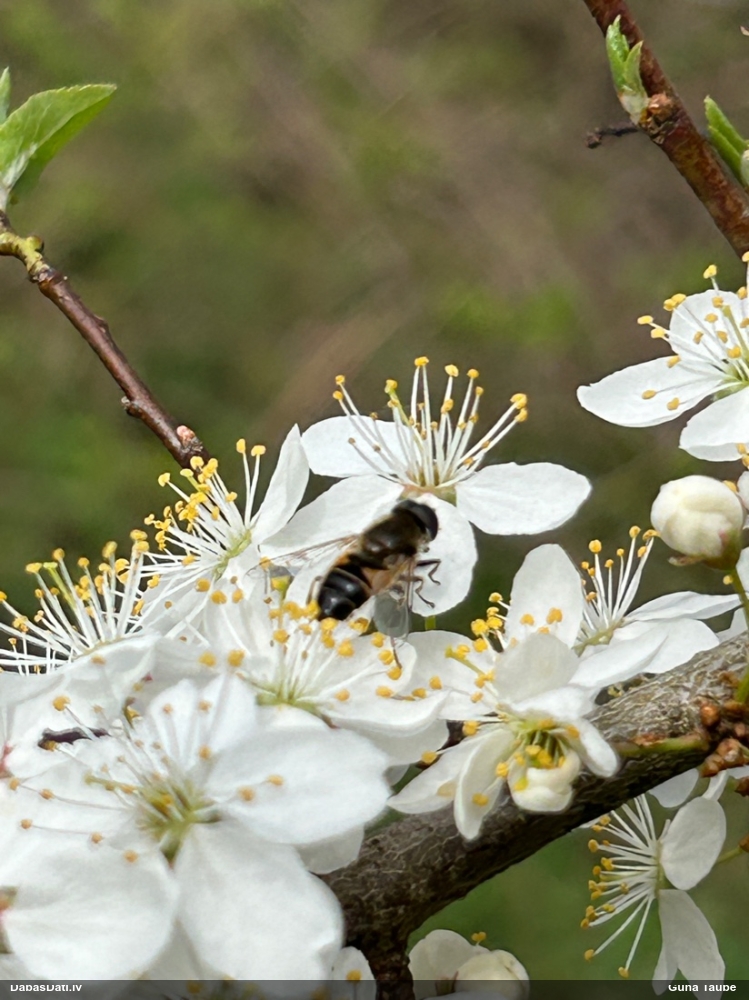 Ziedmuša Eristalis sp.