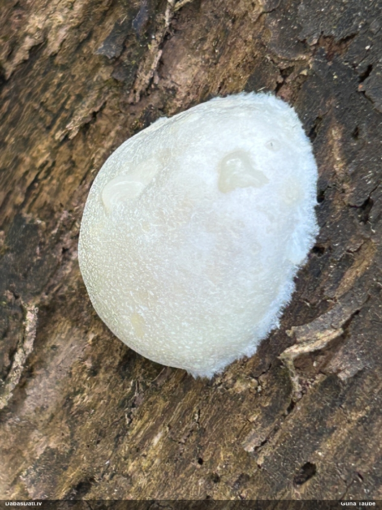 Neīstais pūpēdis, parastais gļotpūpēdis