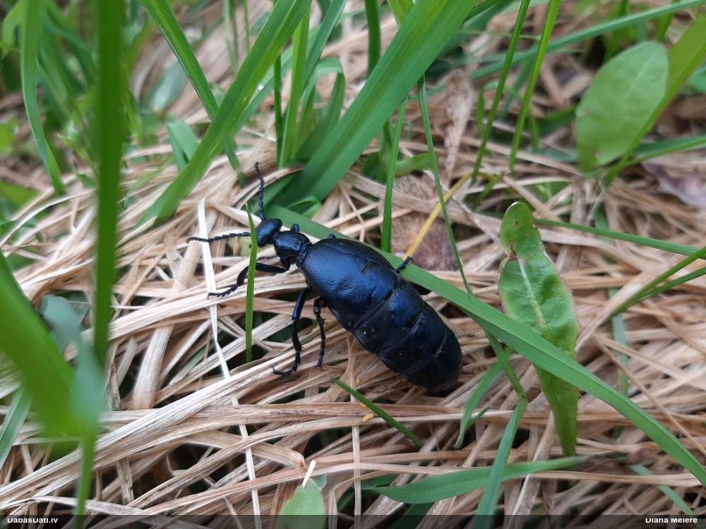Eļļasvabole Meloe sp.
