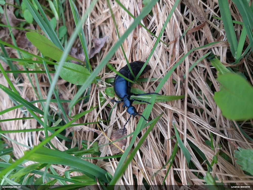 Eļļasvabole Meloe sp.