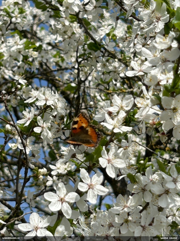 Parastais nātru raibenis
