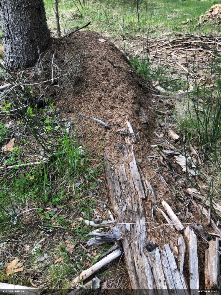 Rūsganā meža skudra