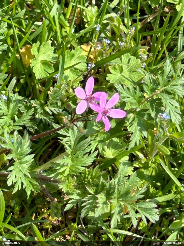 журавельник обыкновенный