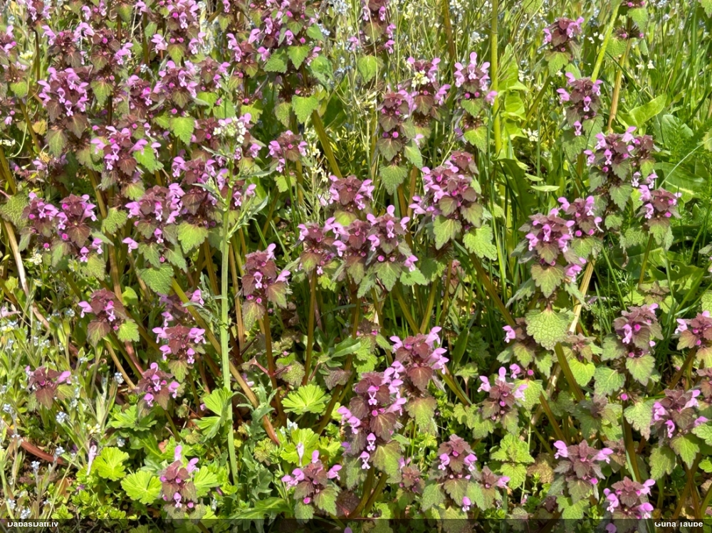 яснотка пурпуровая