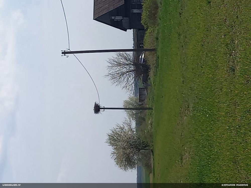 белый аист