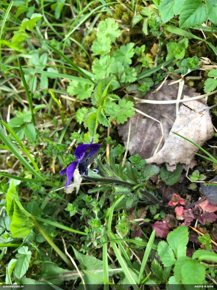 фиалка трехцветная