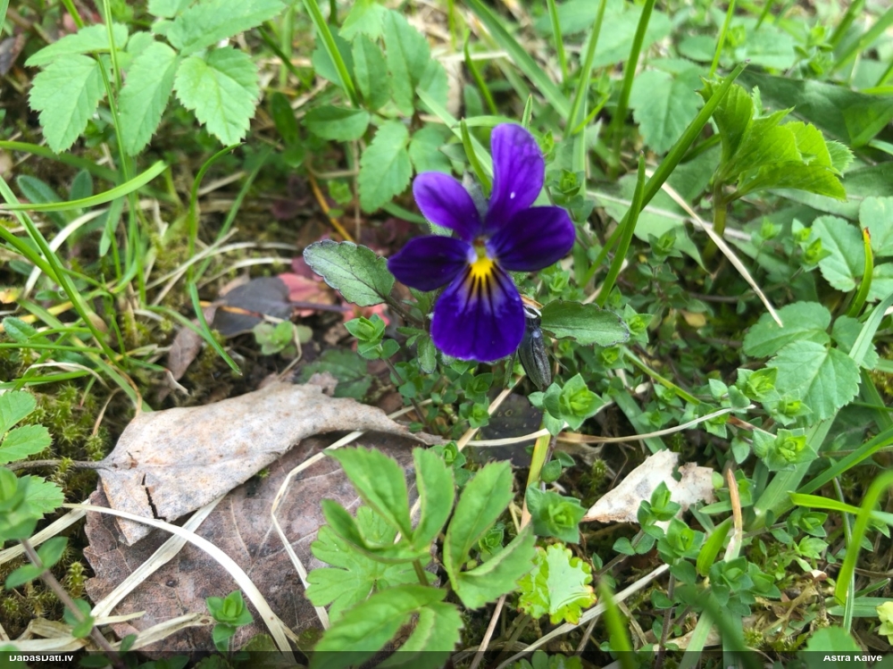 фиалка трехцветная