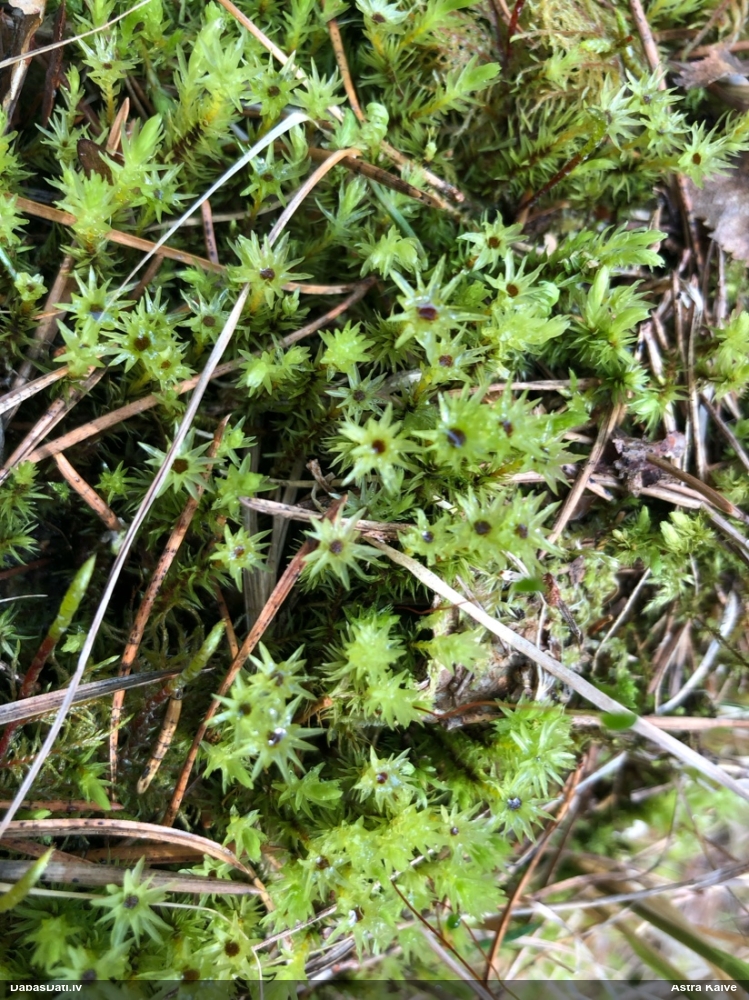 Purva krokvācelīte