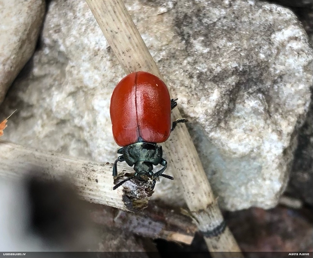 Lapgrauzis Chrysomela tremulae