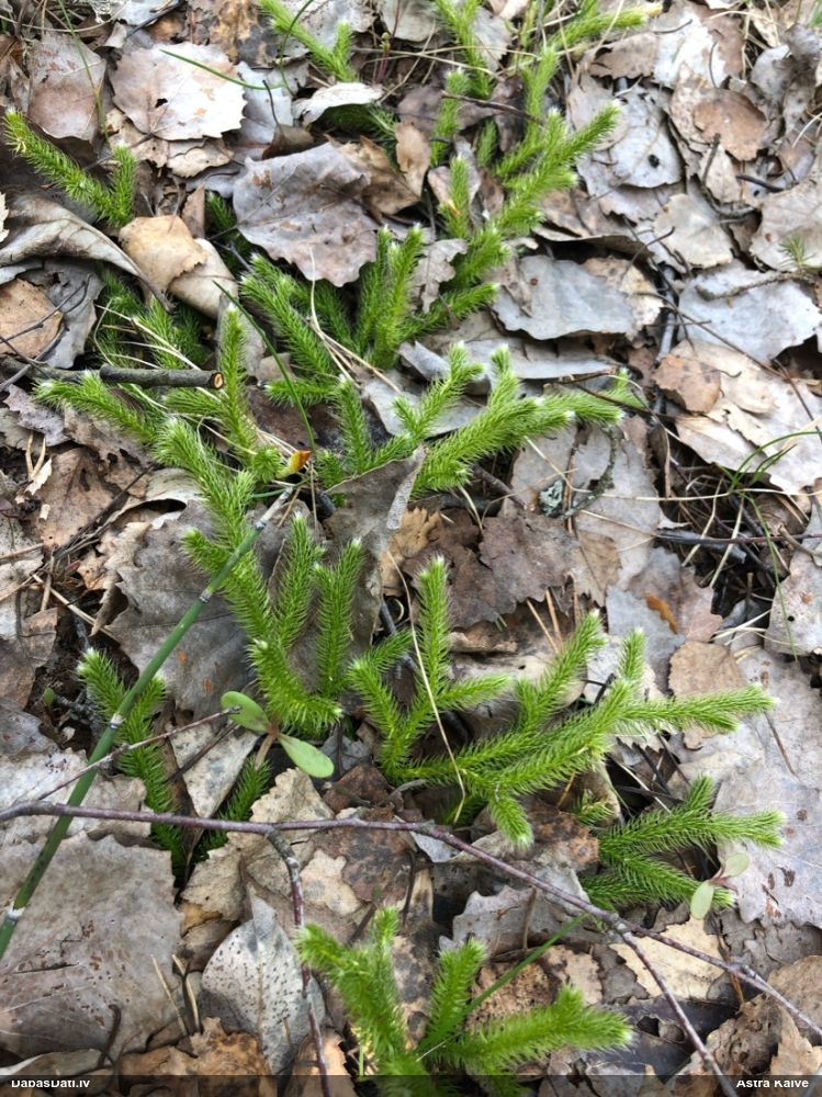 плаун булавовидный