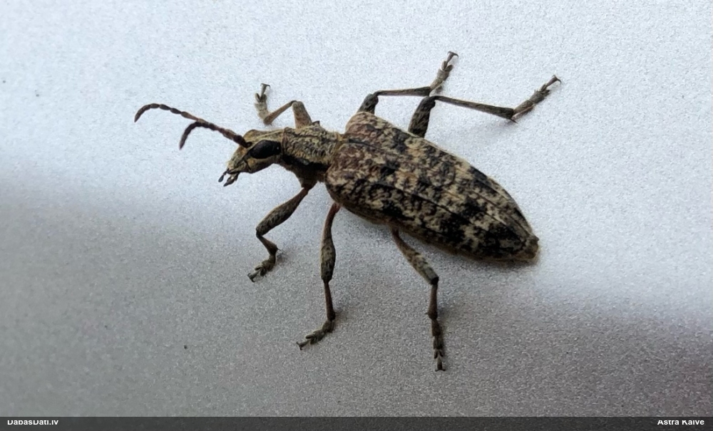 Skujkoku ligzdu koksngrauzis