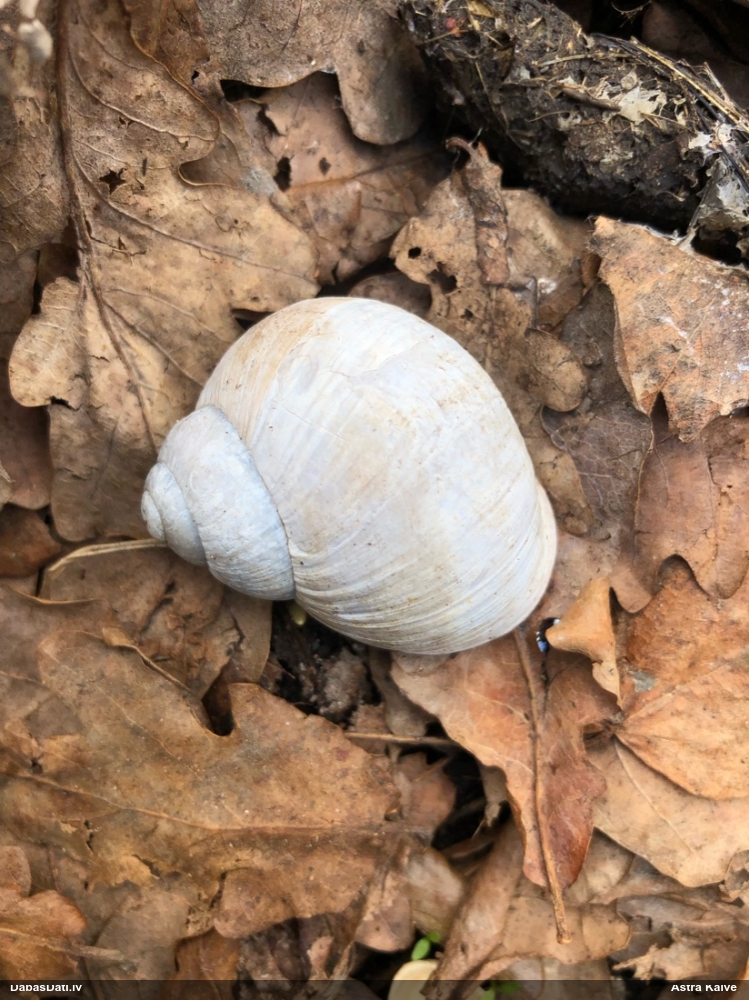 Parka vīngliemezis (īstais vīngliemezis)