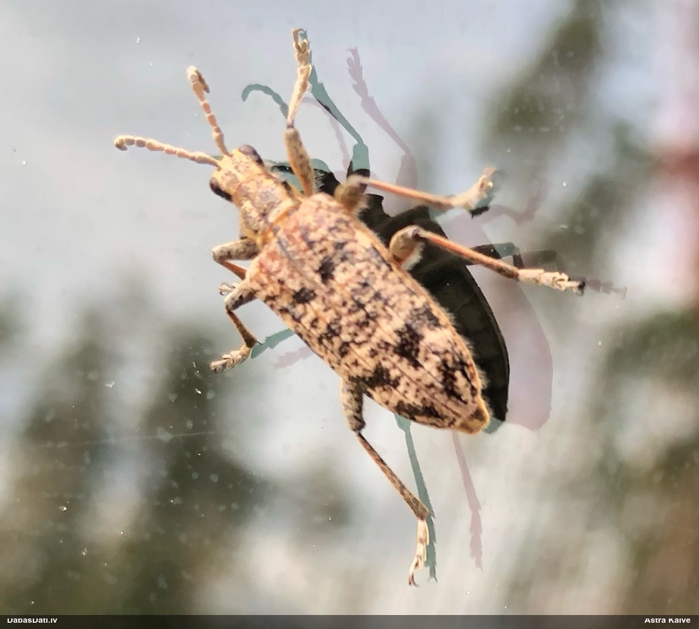 Skujkoku ligzdu koksngrauzis