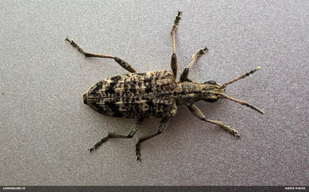 Skujkoku ligzdu koksngrauzis