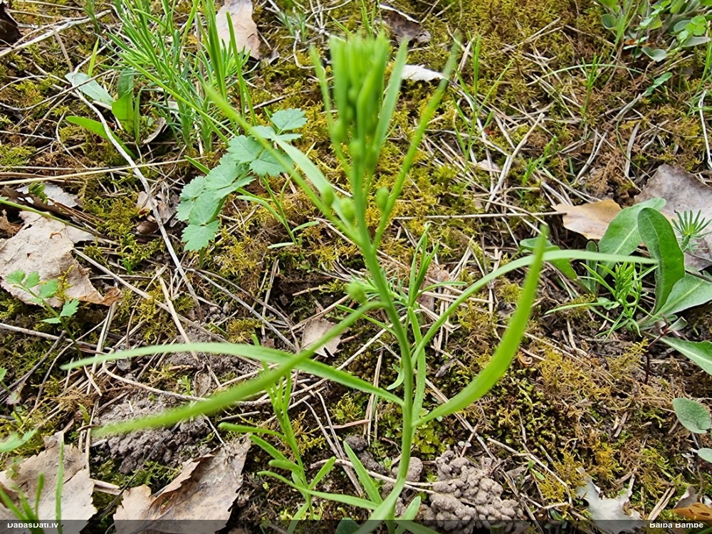 ленец бесприцветничковый