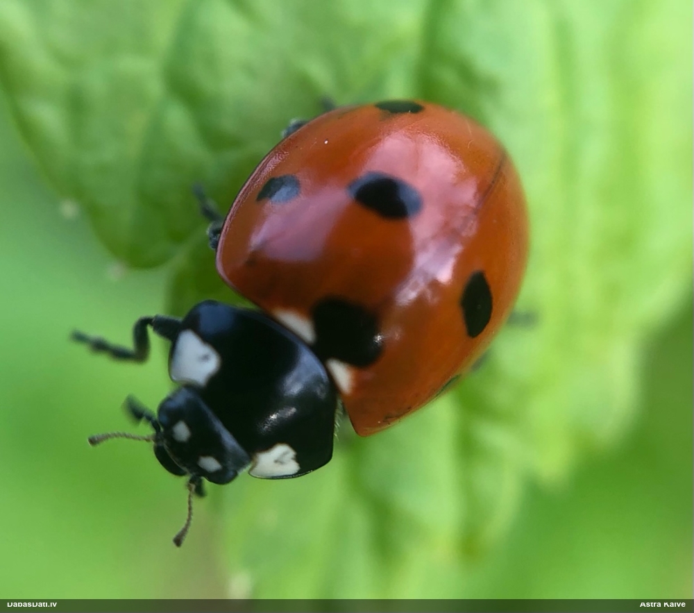 Septiņpunktu mārīte
