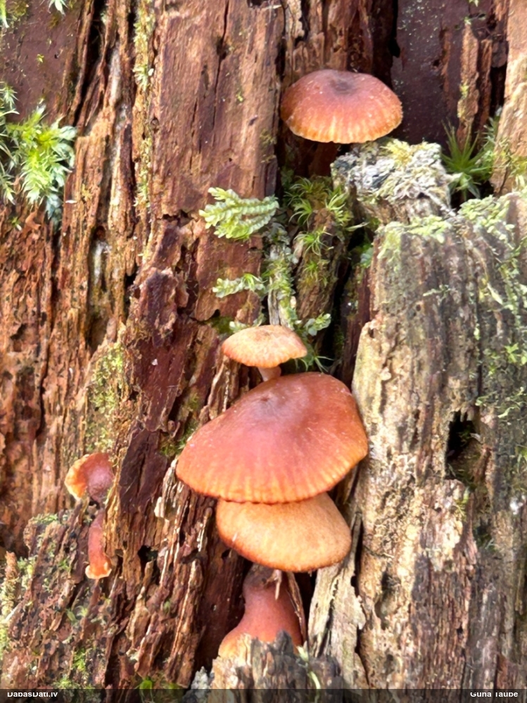 Zvaniņu sausdobīte