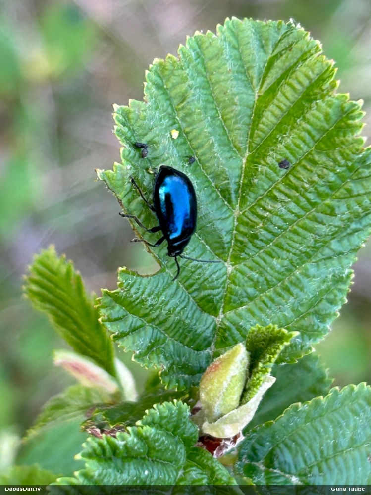 Alkšņu zilais lapgrauzis