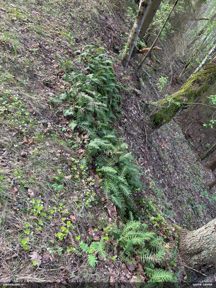 многоножка обыкновенная