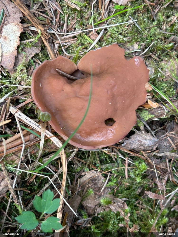 щитовидная дисцина