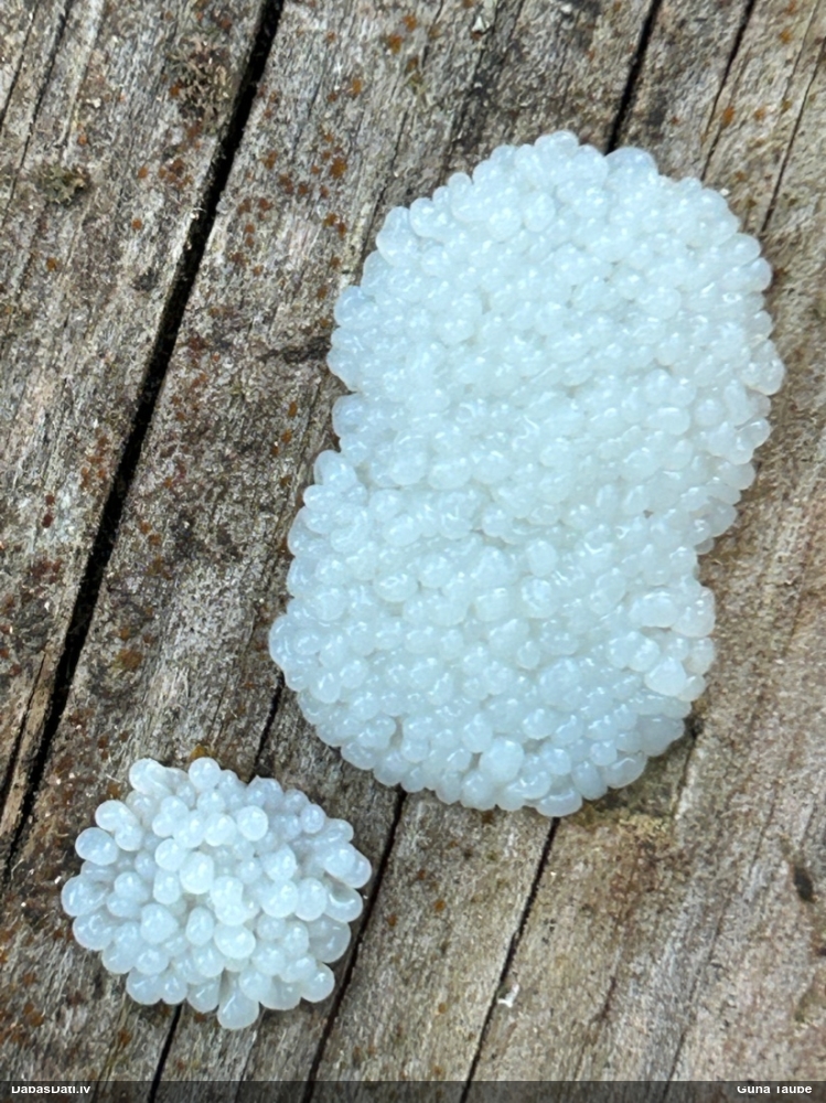 Gļotsēne (nenoteikta)