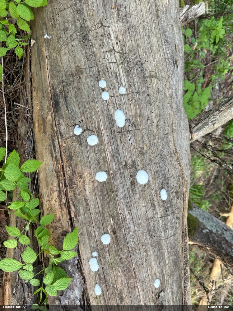 Gļotsēne (nenoteikta)