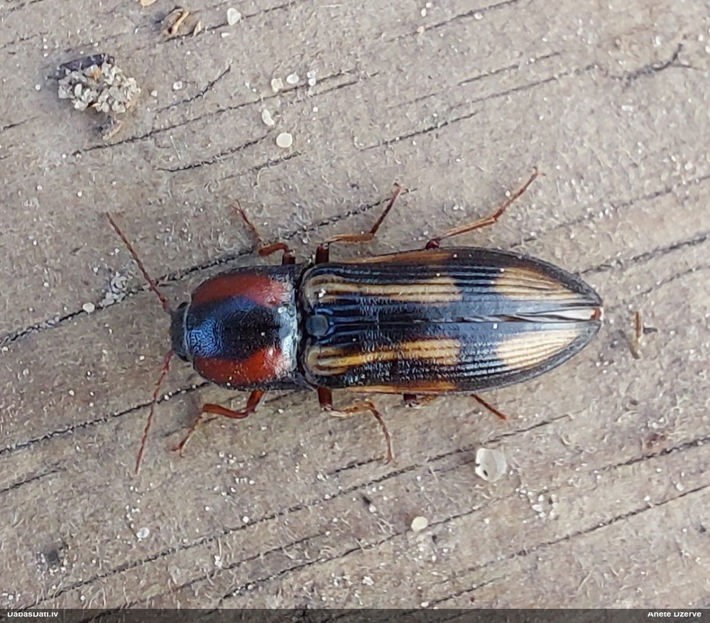 Sprakšķis Selatosomus cruciatus