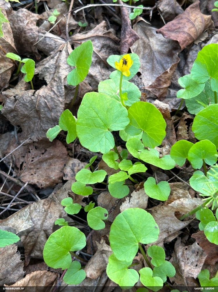 чистяк весенний