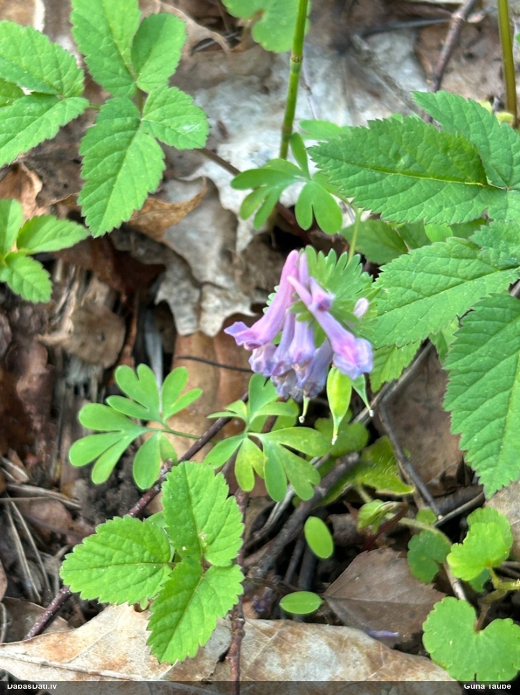 хохлатка плотная