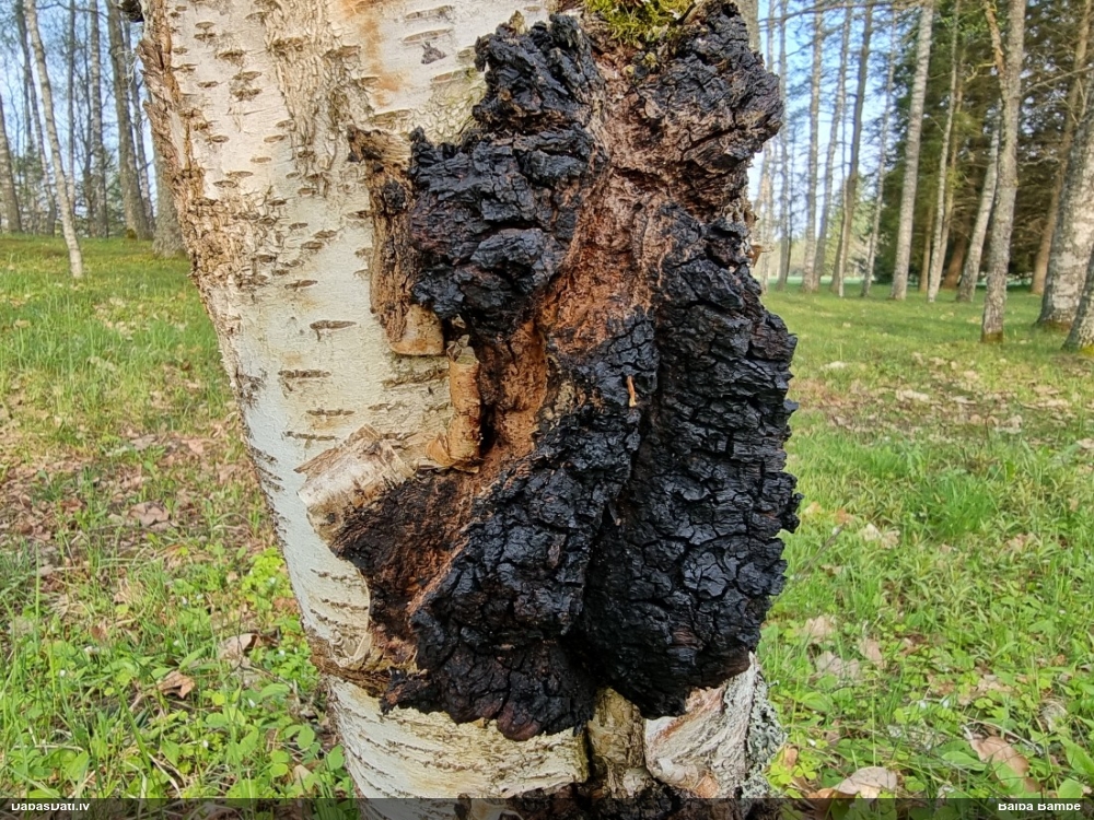 Melnā spulgpiepe, čaga