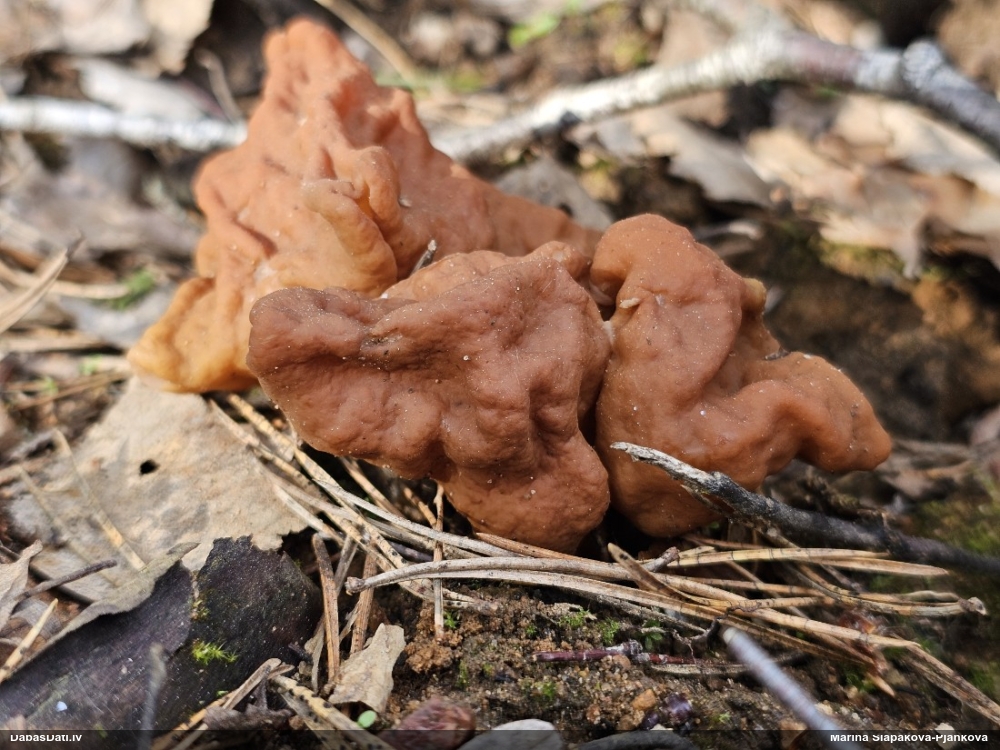 строчок гигантский