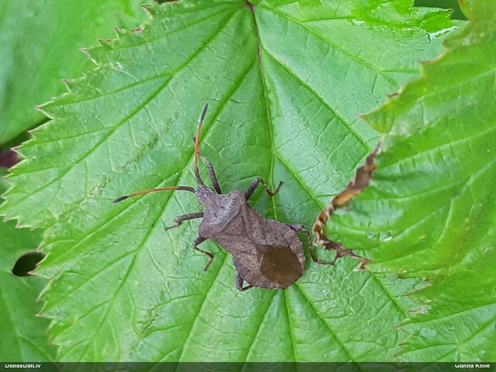 Skābeņu-vīgriežu ornamentblakts