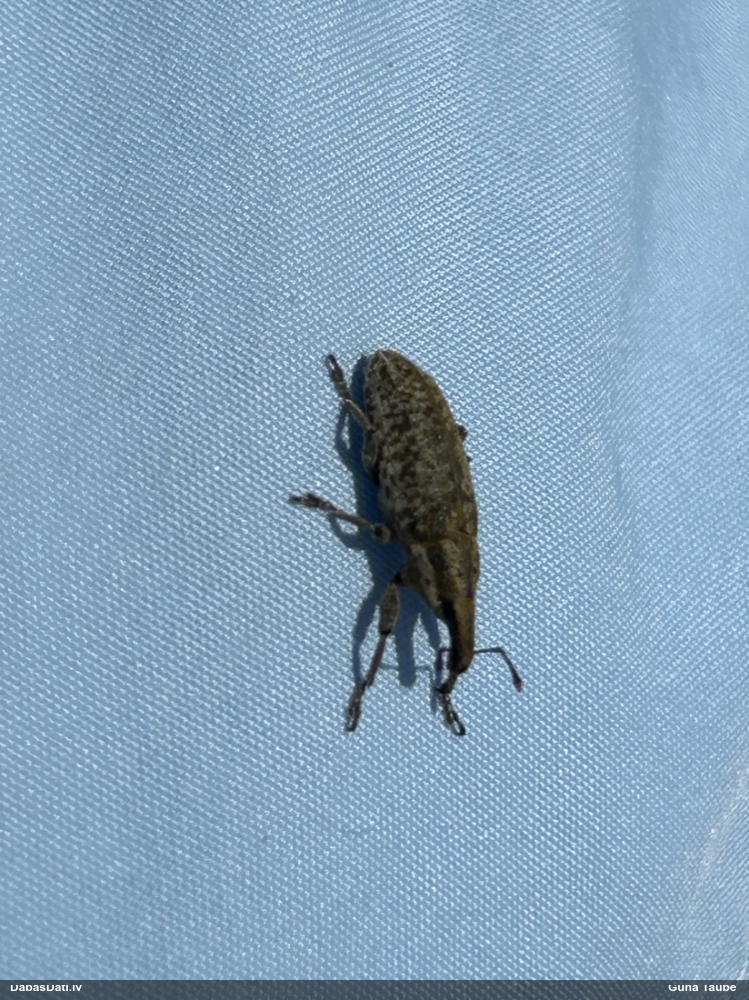 Smecernieks (nenoteikts)