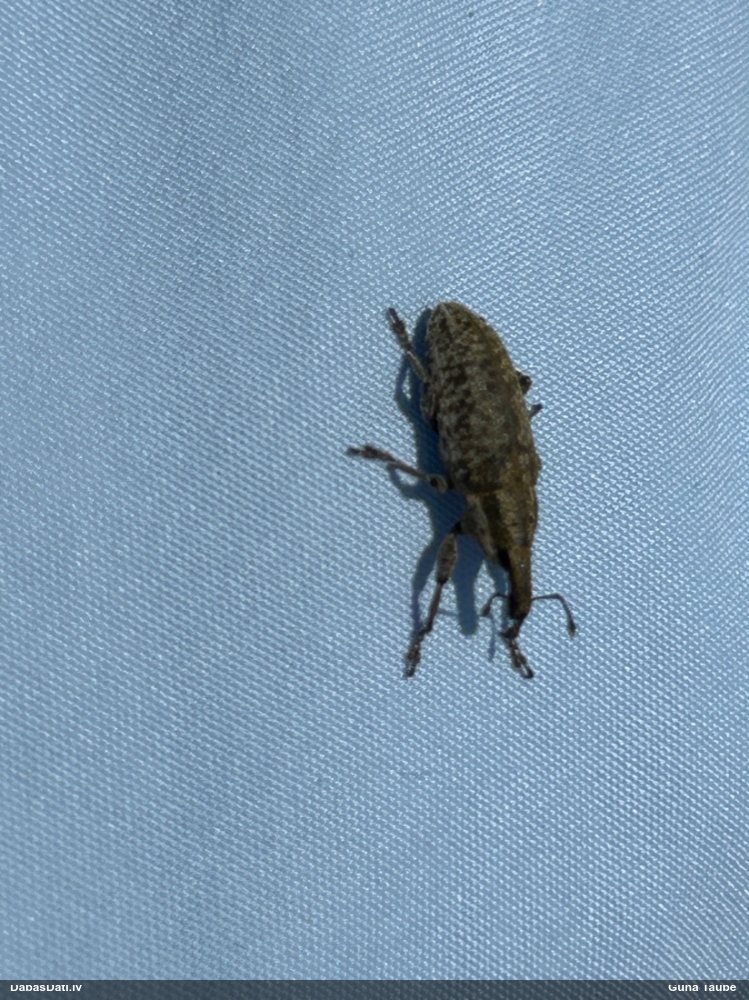 Smecernieks (nenoteikts)