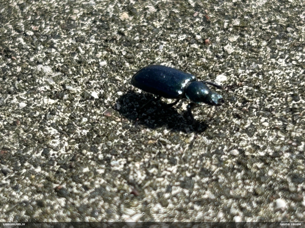 Praulenis Platycerus sp.