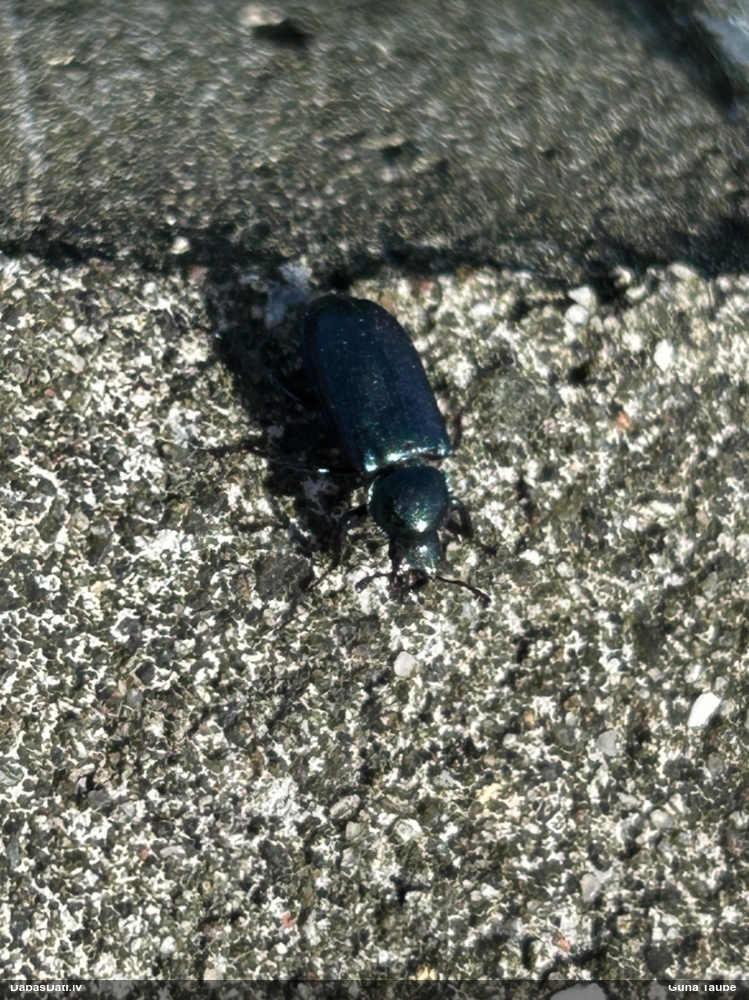 Praulenis Platycerus sp.