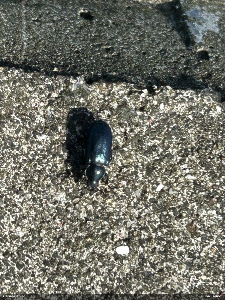 Praulenis Platycerus sp.