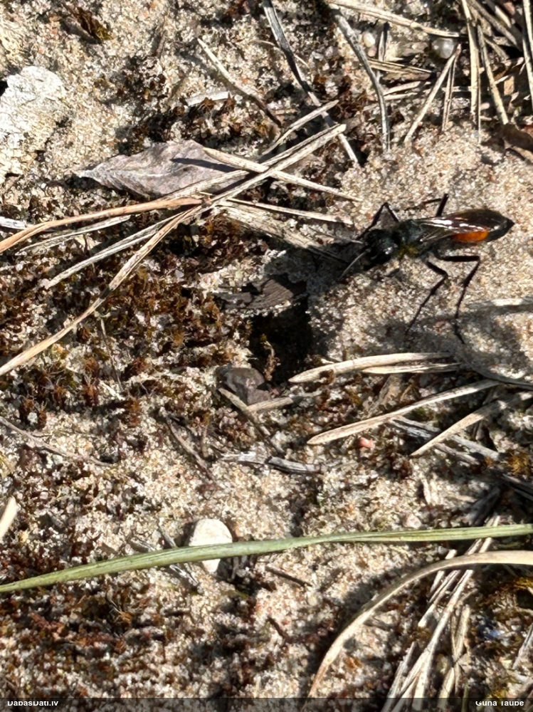 Plēvspārnis (nenoteikts)