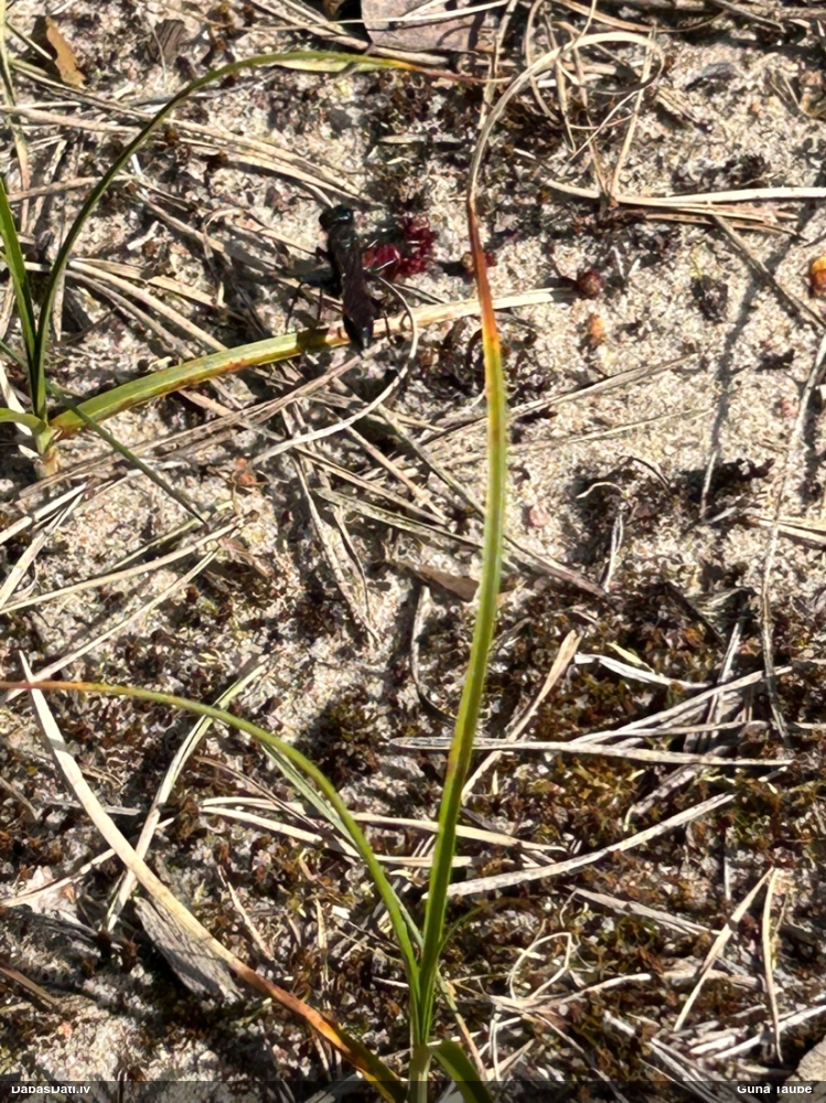 Plēvspārnis (nenoteikts)