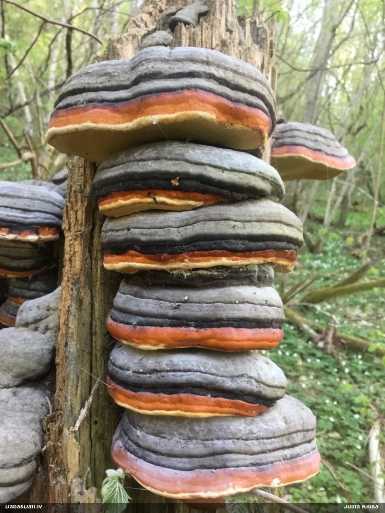 Окаймленный трутовик