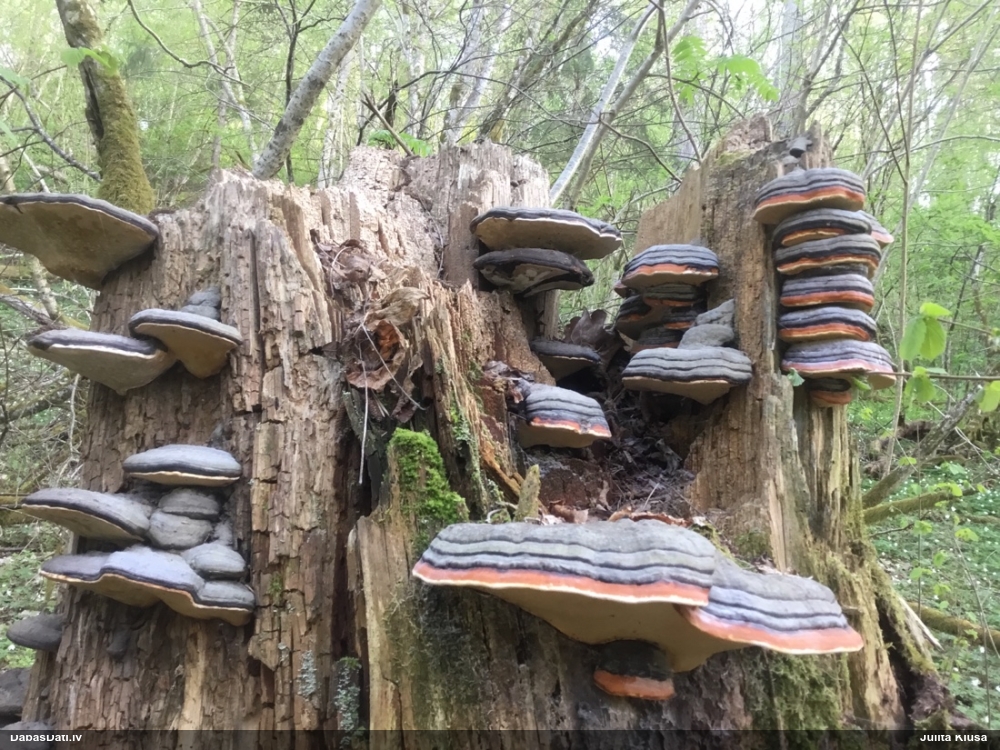 Окаймленный трутовик