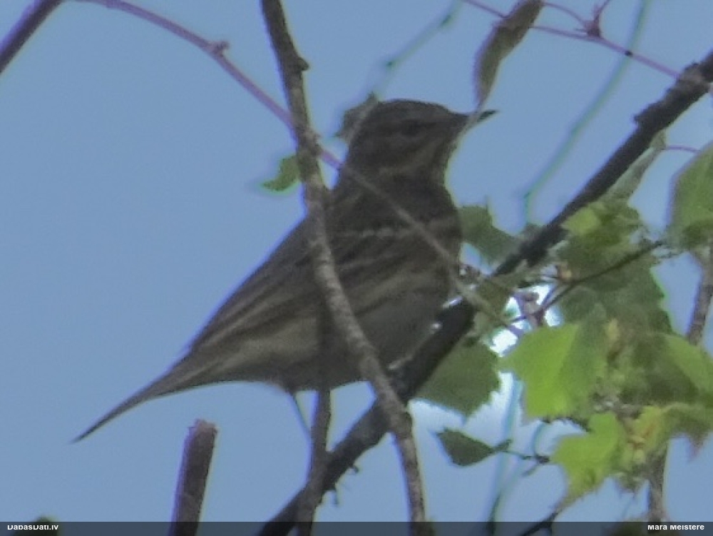 Čipste Anthus sp.